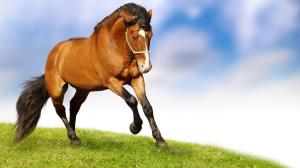 HD-Horse-Wallpapers (1)