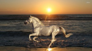 HD-Horse-Wallpapers (10)
