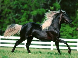 HD-Horse-Wallpapers (11)