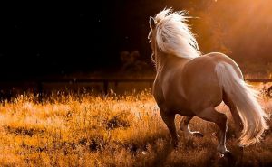 HD-Horse-Wallpapers (12)