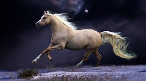 HD-Horse-Wallpapers (13)