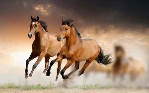 HD-Horse-Wallpapers (14)