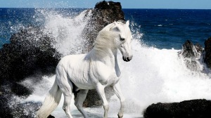 HD-Horse-Wallpapers (16)