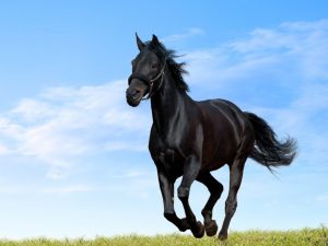 HD-Horse-Wallpapers (6)