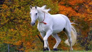 HD-Horse-Wallpapers (8)