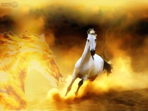 HD-Horse-Wallpapers (9)