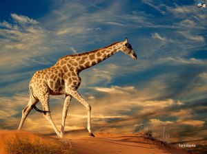 HD-Giraffe-Wallpapers (12)